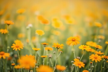 Soft Focus Field of Orange and Yellow Wildflowers, Minimalist Blurred Texture
