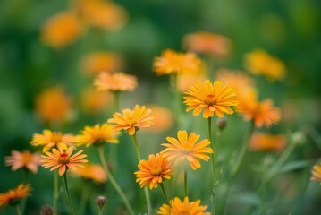 Soft Focus Field of Orange and Yellow Wildflowers, Minimalist Blurred Texture
