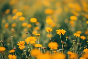 Soft Focus Field of Orange and Yellow Wildflowers, Minimalist Blurred Texture