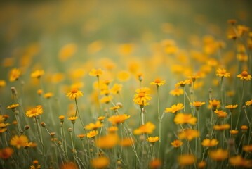 Soft Focus Field of Orange and Yellow Wildflowers, Minimalist Blurred Texture