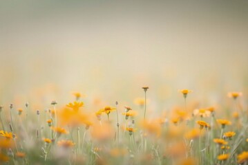 Soft Focus Field of Orange and Yellow Wildflowers, Minimalist Blurred Texture