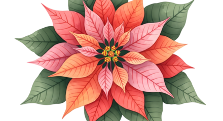 Watercolor poinsettia flower with pink and orange petals, isolated on transparent background