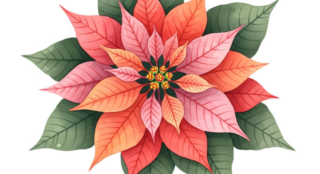 Watercolor poinsettia flower with pink and orange petals, isolated on transparent background