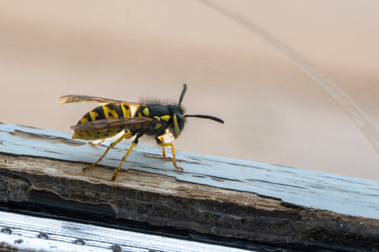 Macro photo of a wasp on a window frame showing detailed yellow and black body pattern, natural light, wood texture and fine insect details in shallow depth of field.