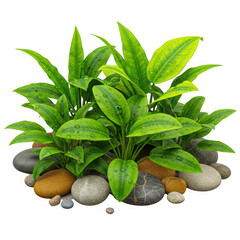 Bright green aquatic plant isolated on transparent background, with smooth leaves