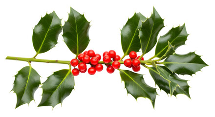 A single branch of holly with vibrant red berries and glossy green leaves, isolated on transparent background