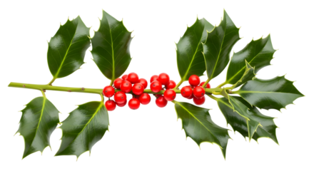 A single branch of holly with vibrant red berries and glossy green leaves, isolated on transparent background
