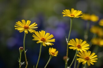 Sunlit Yellow Coreopsis Flowers 