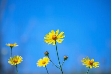 Sunlit Yellow Coreopsis Flowers 