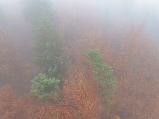 Aerial view of misty autumn forest with green and orange trees