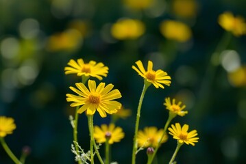 Sunlit Yellow Coreopsis Flowers 