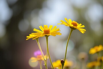 Sunlit Yellow Coreopsis Flowers 