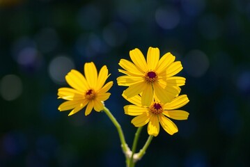 Sunlit Yellow Coreopsis Flowers 