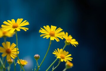 Sunlit Yellow Coreopsis Flowers 