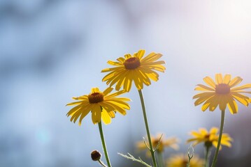Sunlit Yellow Coreopsis Flowers 