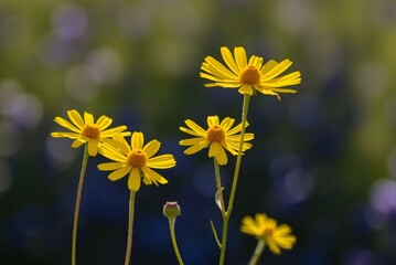 Sunlit Yellow Coreopsis Flowers 