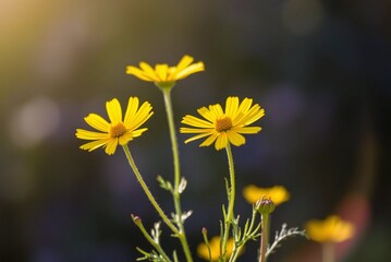 Sunlit Yellow Coreopsis Flowers 