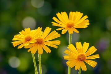 Sunlit Yellow Coreopsis Flowers 