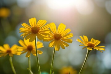 Sunlit Yellow Coreopsis Flowers 