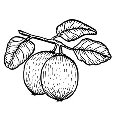 Sketch of kiwi fruit isolated in a white background.. Sketch of whole ripe fruits with leaves. Kiwifruit outline vector illustration.