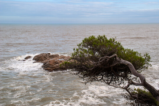 Windswept pine tree growing over ocean rocks