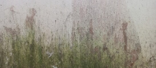 Moss and Algae Green Stain Wall Background Texture