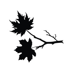 Fototapeta premium Silhouette of two autumn leaves and a twig on a white background, dead maple branch silhouette vector illustration