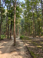 Forest Trail Panorama: A picturesque trail winds through a dense forest, sunlight filtering through the canopy, creating a serene and immersive nature scene.