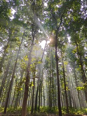 Sunlight Dance Through Forest: Sunlight streams through the tall trees in a serene forest, creating a breathtaking display of light and shadow, the canopy forming a natural ceiling.