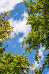 Looking Up at Ginkgo Tree Canopy with Blue Sky and Clouds