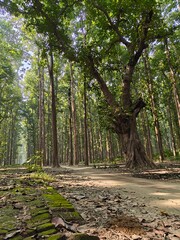 Lush Forest Pathway: A serene path weaves through a majestic forest, inviting exploration under the dappled sunlight filtering through the canopy of trees. The path is embraced by nature. 