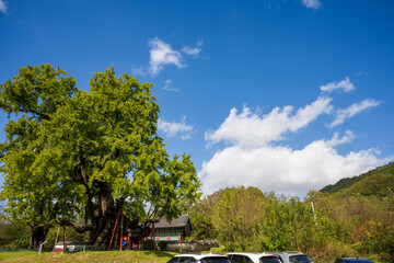 Ancient Ginkgo Tree beside Traditional Korean Building under Blue Sky