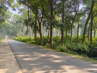 Road Through Serene Forest: An asphalt road winds through a lush, verdant forest, with tall trees creating a canopy overhead, inviting exploration and peace. 