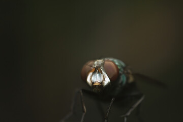 Extreme Macro of Green Bottle Fly Compound Eyes on Dark Background