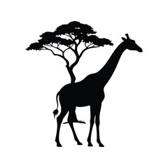 Elegant giraffe silhouette under a sprawling acacia tree, African savanna wildlife scene, giraffe with tree background silhouette vector illustration