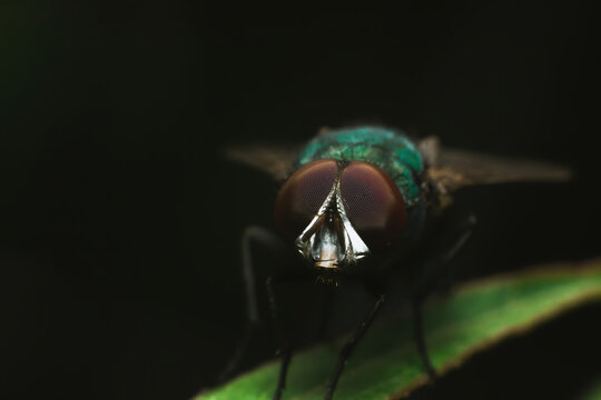 Extreme Macro of Green Bottle Fly Compound Eyes on Dark Background