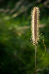 Golden Foxtail Grass with Natural Sunlight