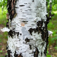 Peeling birch bark curls with white and black layers on standing tree in summer forest