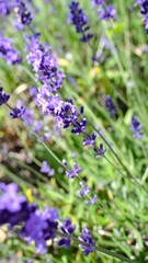 Purple Lavender Flowers Blooming in Summer Field for Premium Plant Object and Aromatic Nature Concept