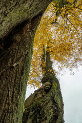 Blick in die Baumkrone einer Linde im Herbst 1