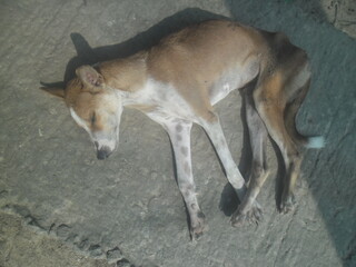 A tired dog is sleeping on the ground in the sunlight outdoors