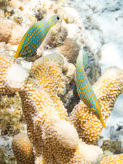 テングカワハギ, Harlequin filefish, Orange spotted filefish Oxymonacanthus longirostris, カワハギ科,
可愛いペア。
美しいサンゴ礁と熱帯魚の群れ。
嘉比島沖縄県
島尻郡慶良間諸島座間味島-2025
サンゴの産卵があり卵が漂う。沖縄本島から40km西方の諸島。30以上の島嶼群全体が国立公園に指定。珊瑚礁の青い海と白い砂浜。