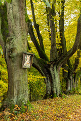 Baumschrein an einer Linde der Baumallee in Lipová u Šluknova 1