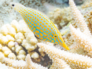 テングカワハギ, Harlequin filefish, Orange spotted filefish Oxymonacanthus longirostris,...