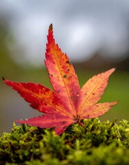 Single maple leaf with red autumn color and curled edges resting on moss in soft overcast light