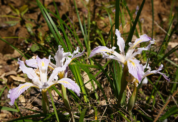 Wild Pacific Coast Irises (Iris purdyi) Blooming in Northern California