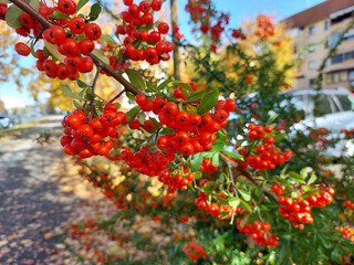 branches of pyracantha with bright orange berries. Autumn season. Slovenia.