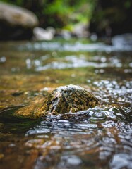 Smooth river stone with water ripples and droplets in shallow forest stream at midday