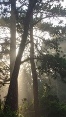 Soft morning backlight filtering through forest trees creating atmospheric glow