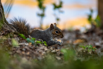 Friendly gray squirrel in a city park.